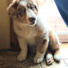 ROSEY BY SLIDER 2.jpg