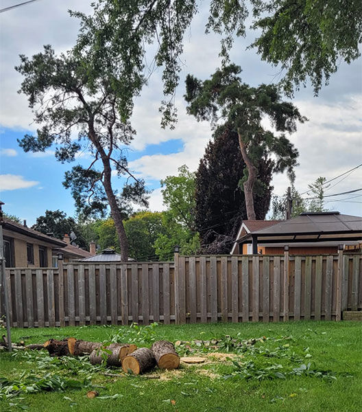 Professional Tree Trimming North York