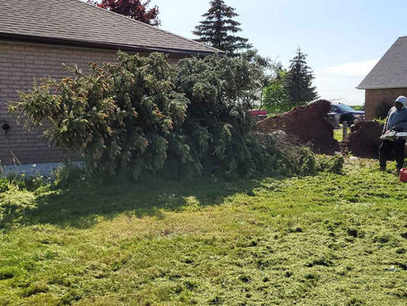 Professional tree trimming North York