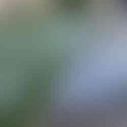 New Lawn Installation in Etobicoke