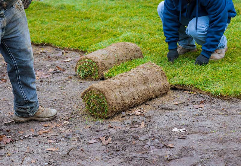 Sod Installation North York Ontario: A Homeowner’s Guide to a Healthy Lawn