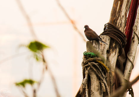 20130331-IMG_4146