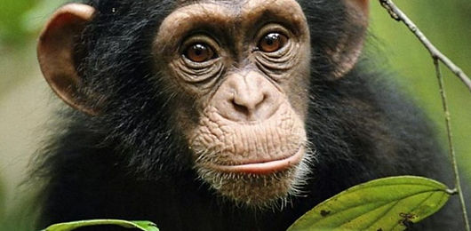 Nyungwe-750x450.jpg