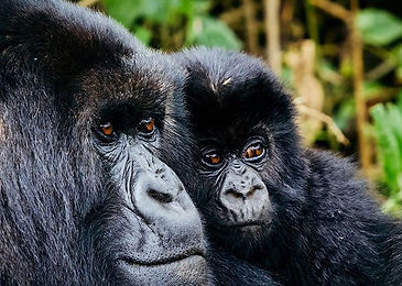 Gorilla-Trekking-on-Rwanda-Safari.jpg
