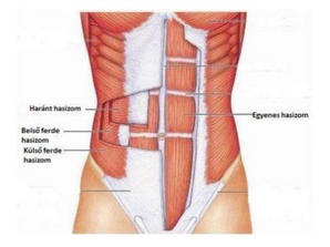 A törzset stabilizáló izmok avagy a Test központ izomzatai
