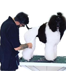 Francesco styling Leyla the Poodle.