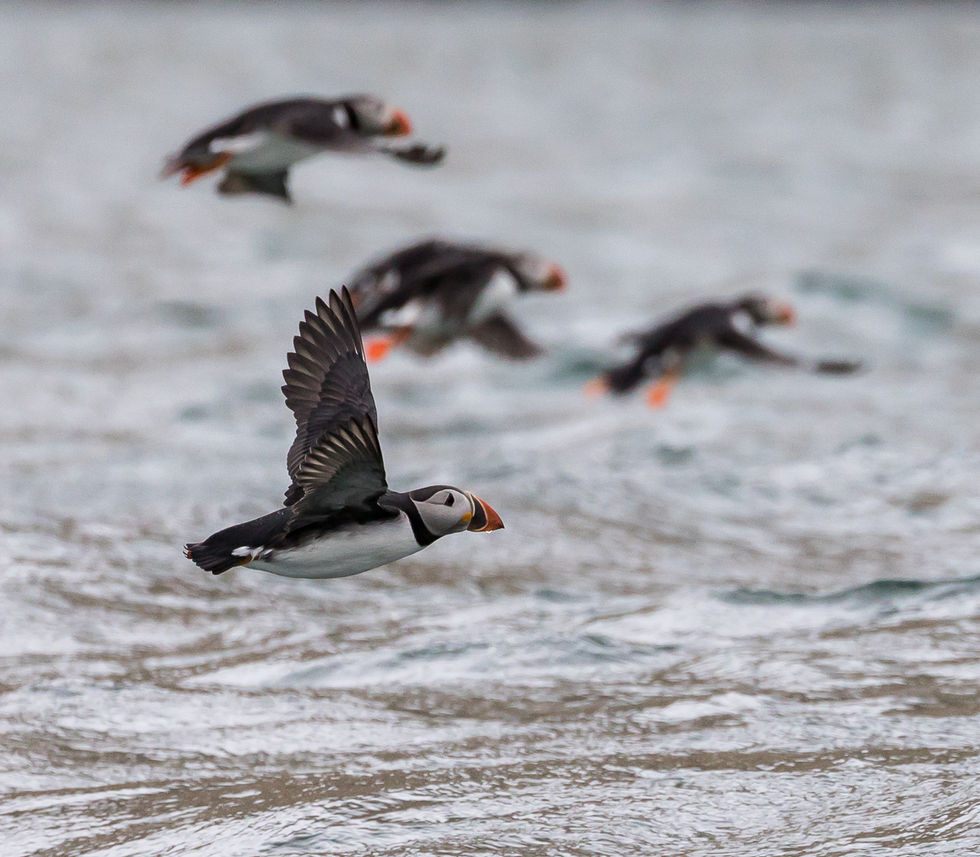 Puffin in flight