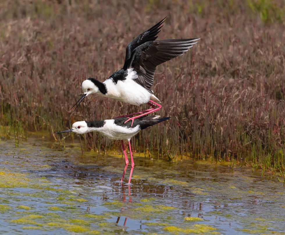 Storks mating