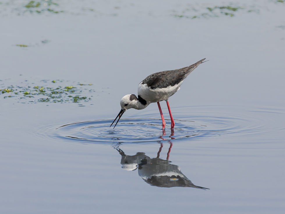 Stork fishing