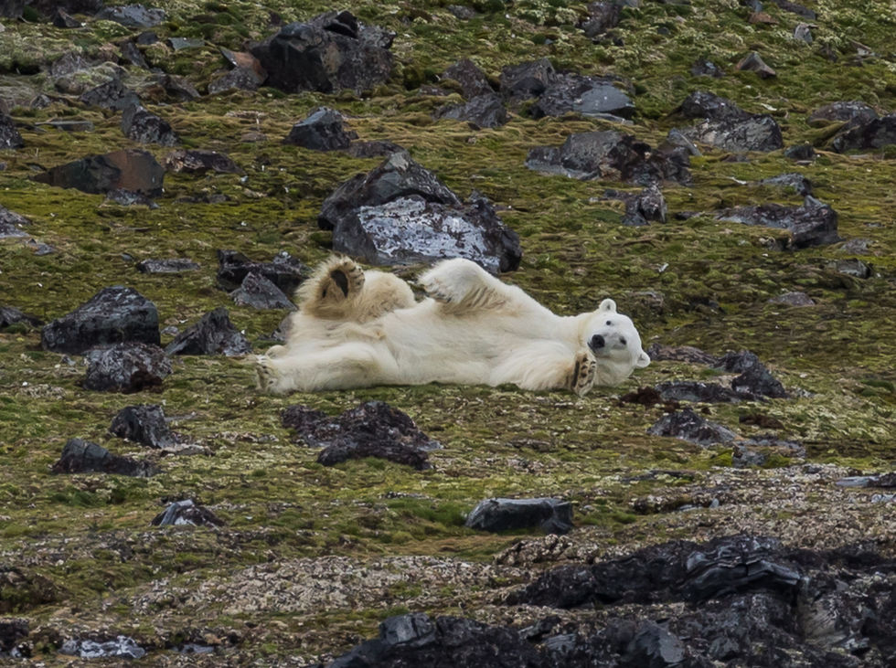 Polar bear rolling