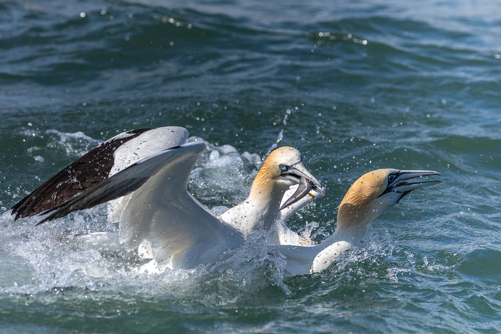 Gannets fishing