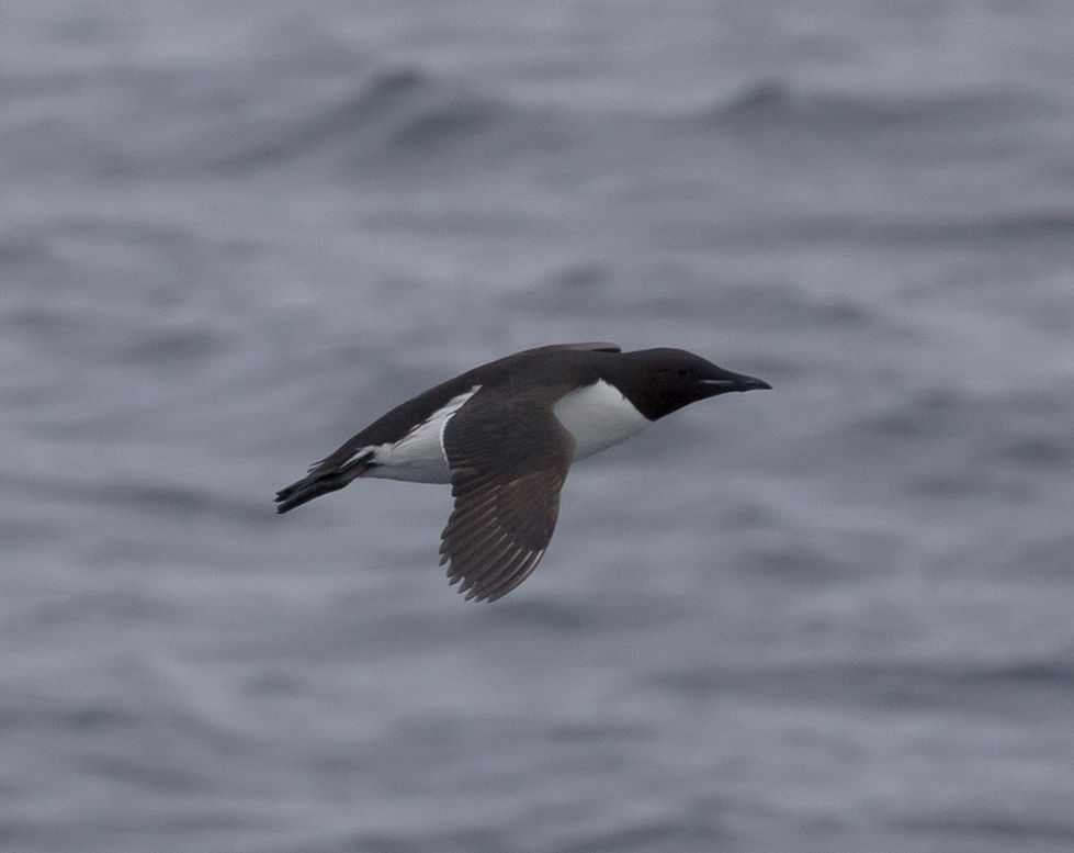 Kittiwake in flight