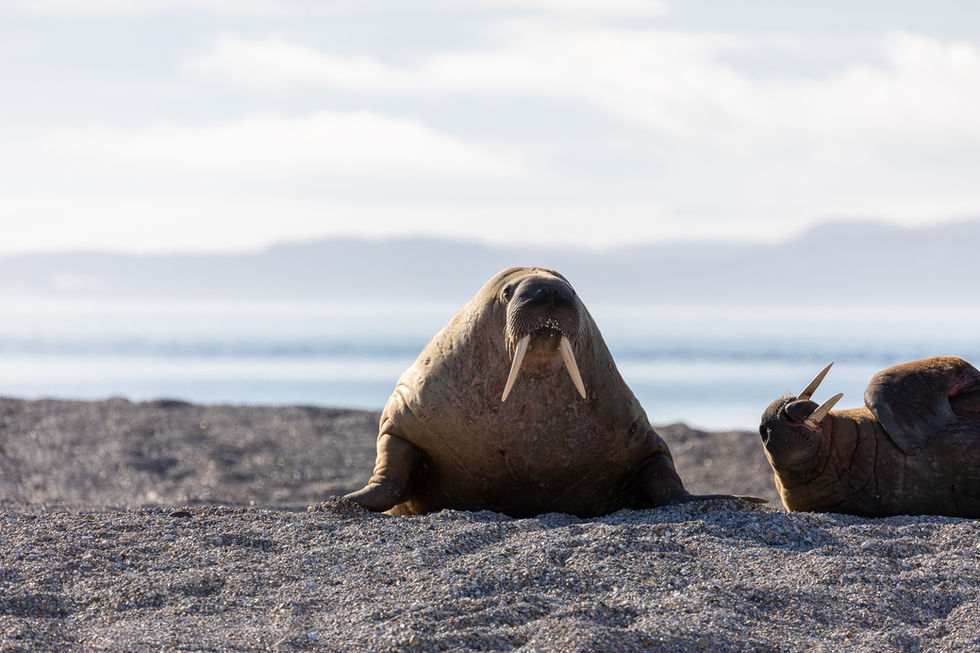 Walrus, Spitsbergen