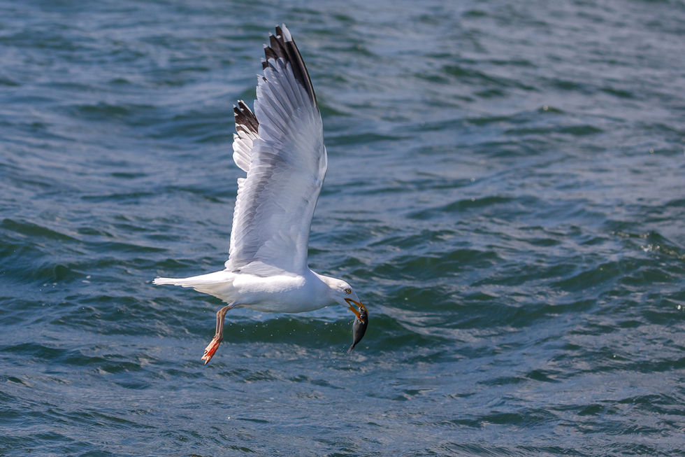 Seagull with fish