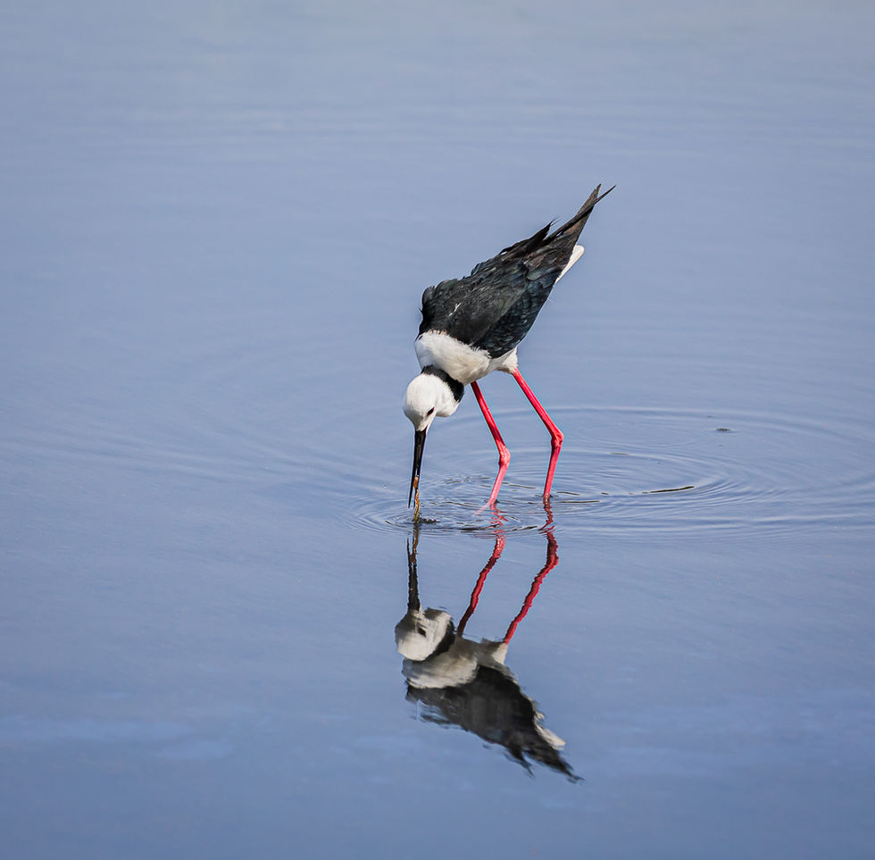Pied stilt reflected