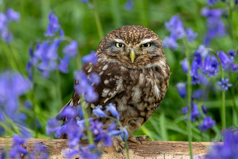 Little owl in the bluebells