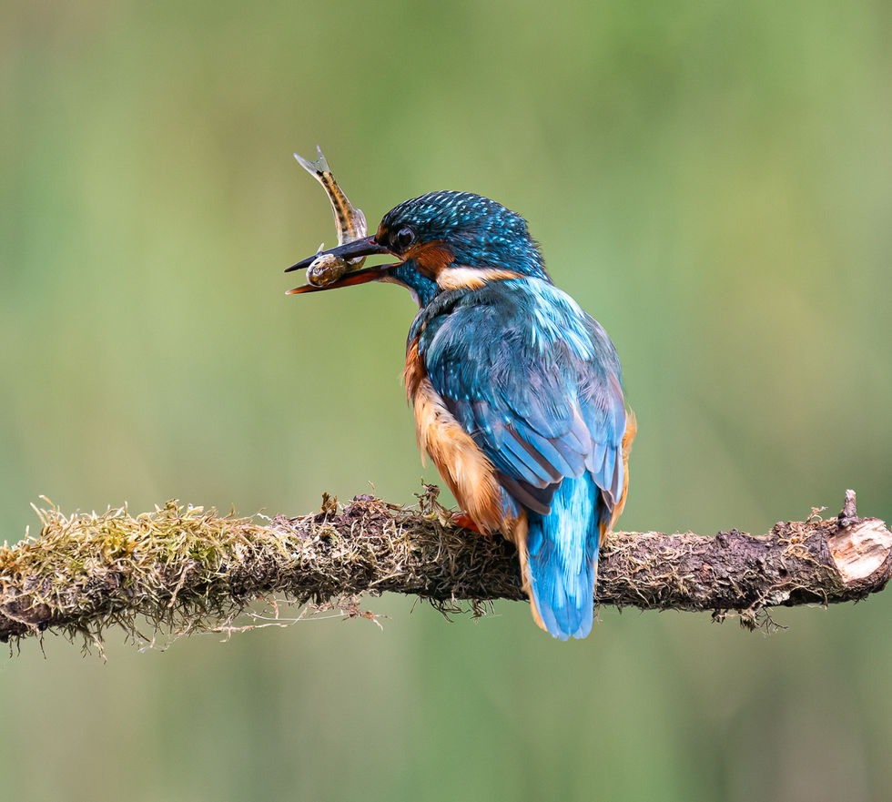 Kingfisher