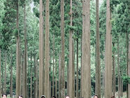 Nishiawakura: The Japanese village reborn through its forest