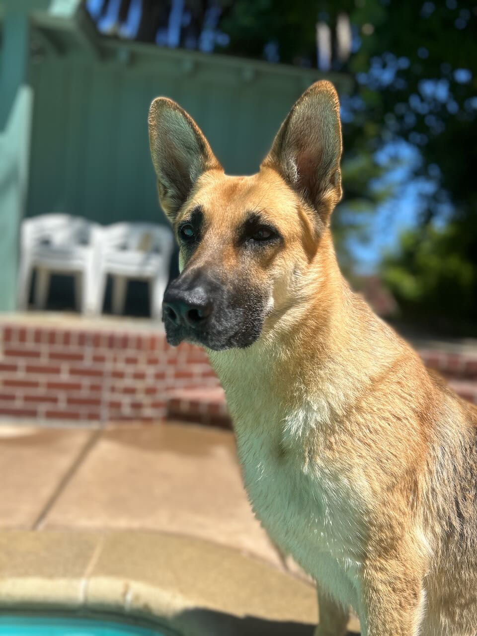 My Dog and Āyurveda