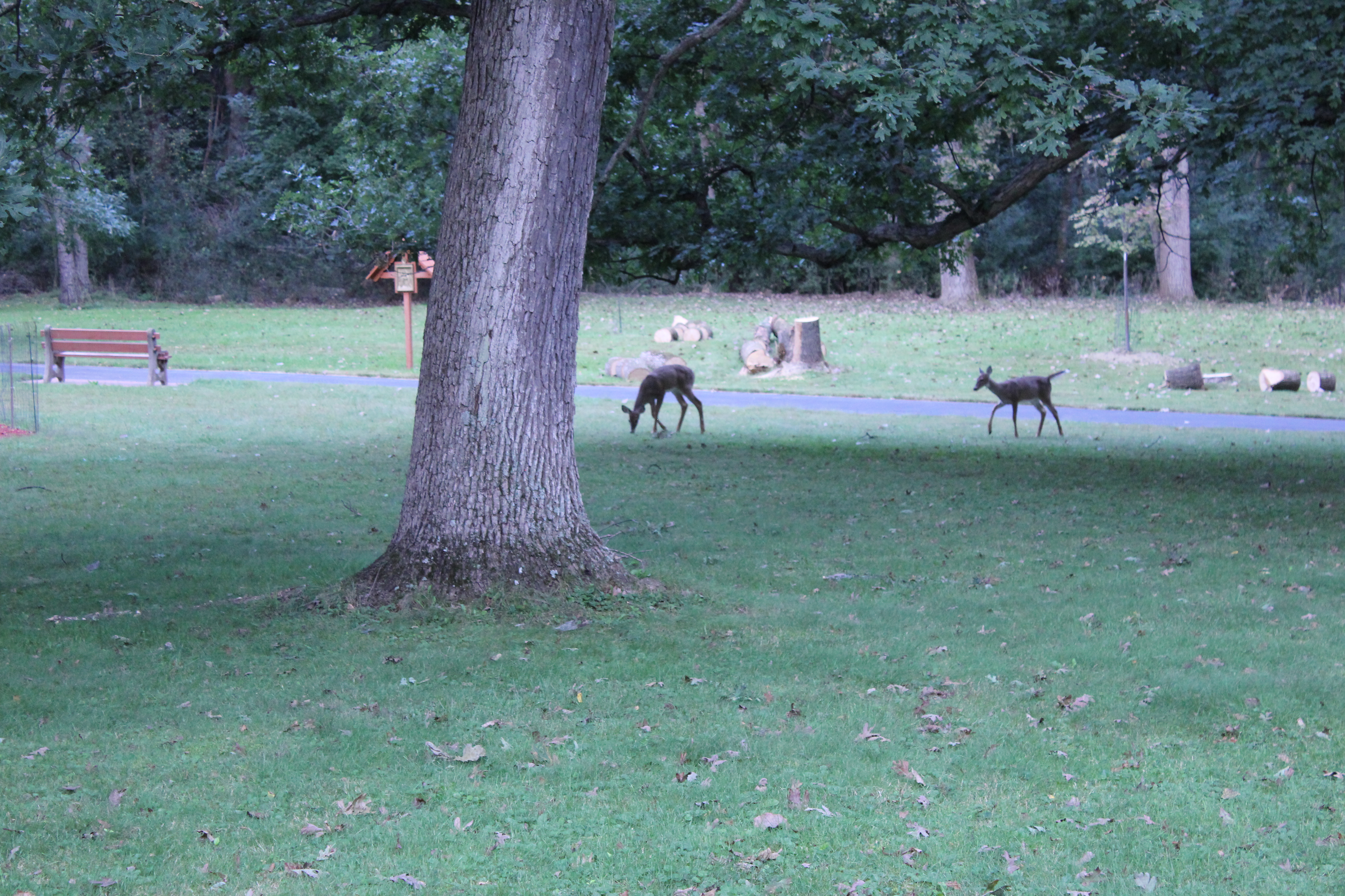Deer on Our Property