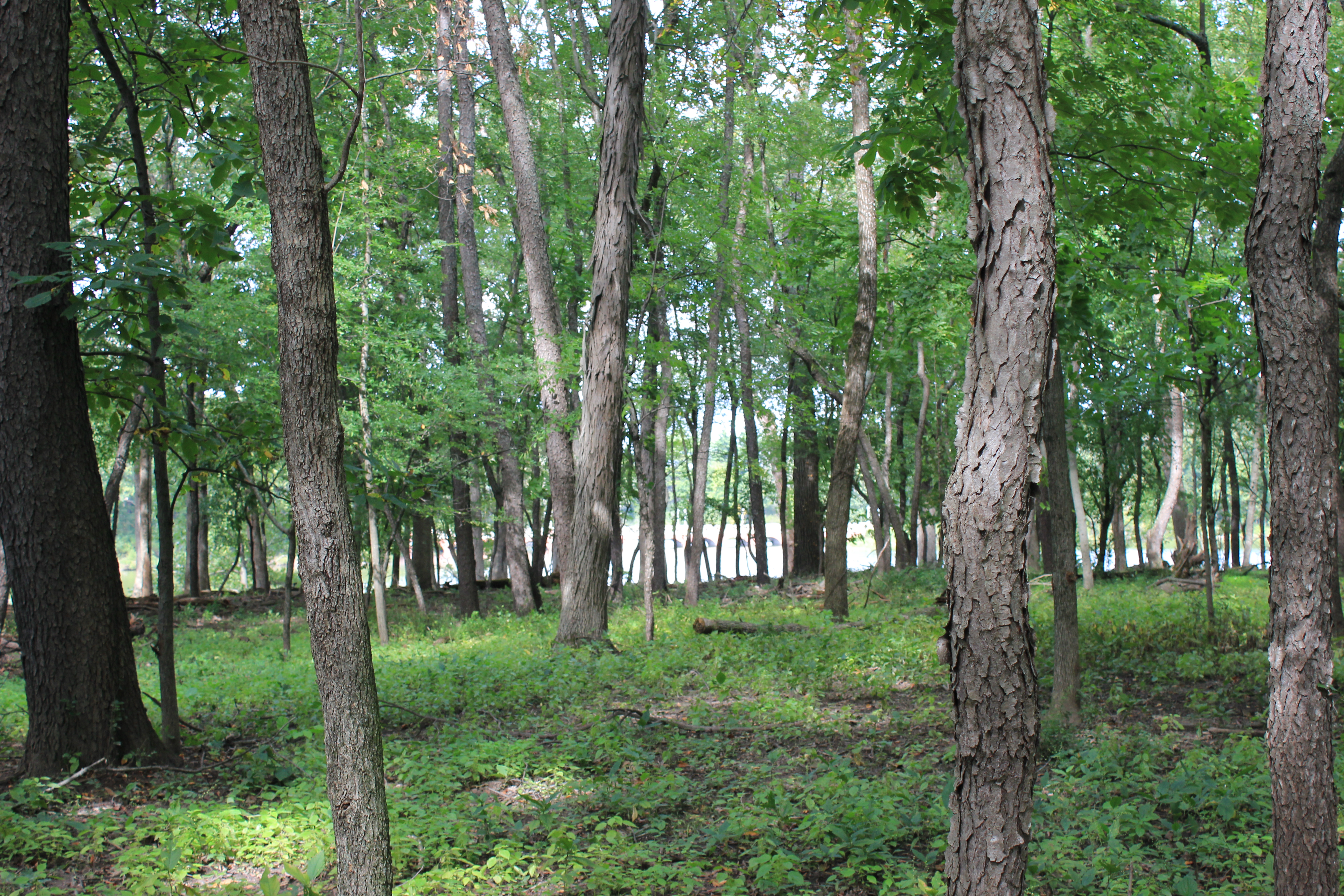 Wooded Grounds