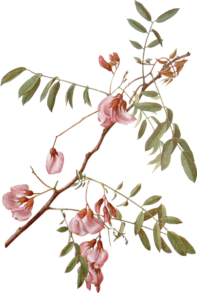 Pink flowers with green leaves