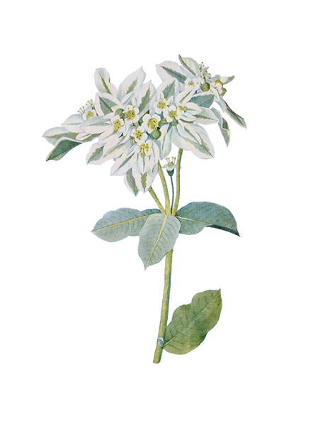 Variegated white and green plant with small flowers