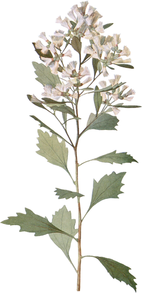 botanical sketch of small white flowers and green leaves