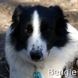Bengie_TN.jpg