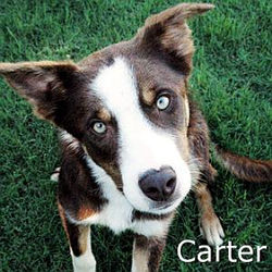 Carter_TN.jpg