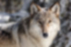 Yellowstone wolf-1.jpg