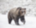 Yellowstone Grizzly-1.jpg