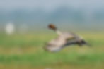 Thumbnail: Mangalajodi (Chilika lake) & Barbara RF