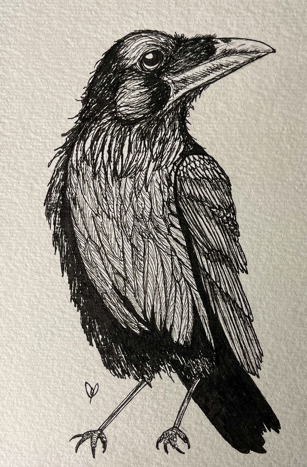 Black ink drawing of a crow on textured watercolor paper, featuring intricate linework and bold details.