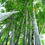 Thumbnail: 100+ Semillas de Bambú Gigante (Dendrocalamus Giganteus)