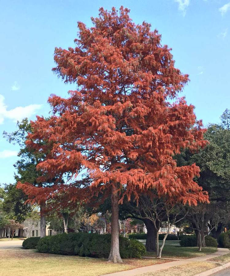 Thumbnail: 50+ Seeds Bald Cypress