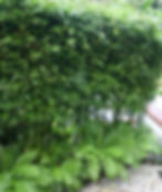 Thumbnail: 100 Weavers Bamboo Seeds (Bambusa Textilis)