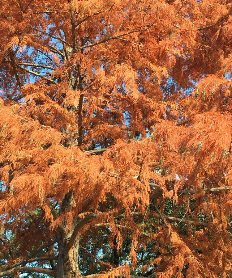 Thumbnail: 50+ Seeds Bald Cypress