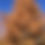 Thumbnail: 50+ Seeds Bald Cypress