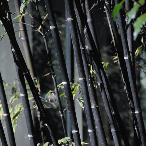 Black Bamboo Seeds (Phyllostachys Nigra)