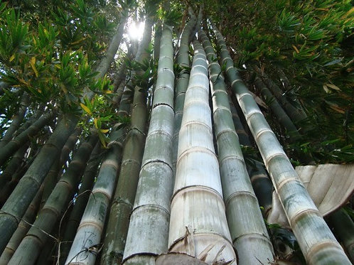 Kit Com 12 Peças De Dendrocalamus Asper Tratado - 14 A 15 X 300 Cm
