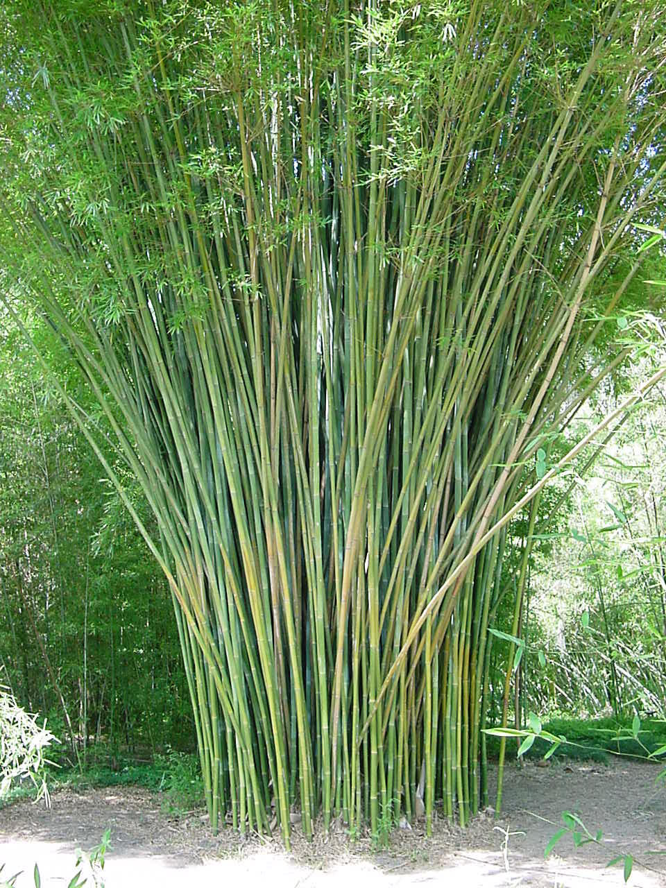 Thumbnail: 100 Weavers Bamboo Seeds (Bambusa Textilis)