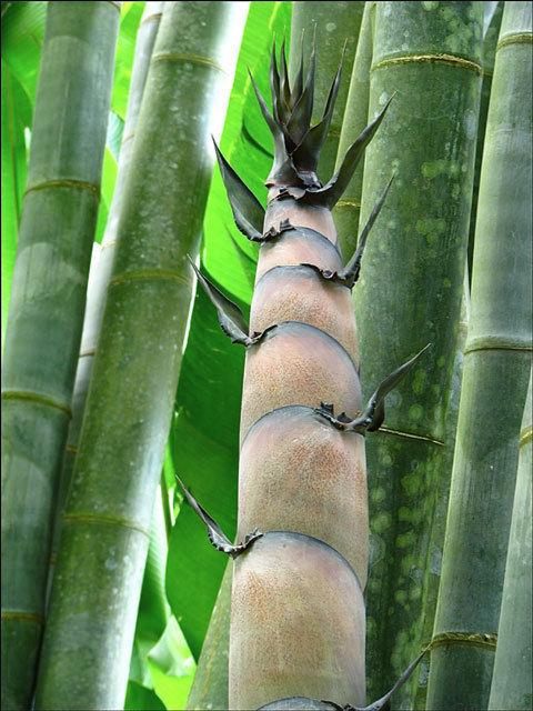 Thumbnail: 100 Giant Bamboo Seeds (Dendrocalamus Giganteus)