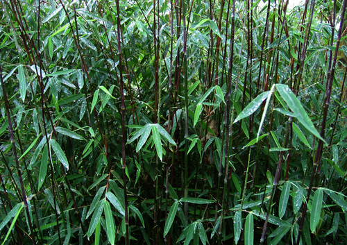 Bamboo Seeds (Fargesia Sp Jiuzhaigou 4)