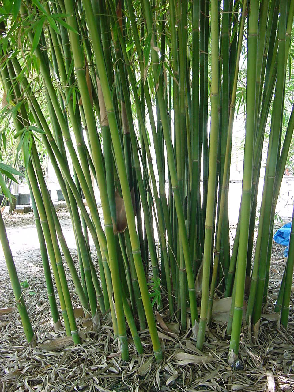Thumbnail: 100 Weavers Bamboo Seeds (Bambusa Textilis)