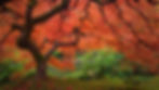 Thumbnail: 100 Seeds Japanese Maple (Acer Palmatum)