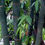 Thumbnail: 100+ Semillas de Bambú Gigante (Dendrocalamus Giganteus)