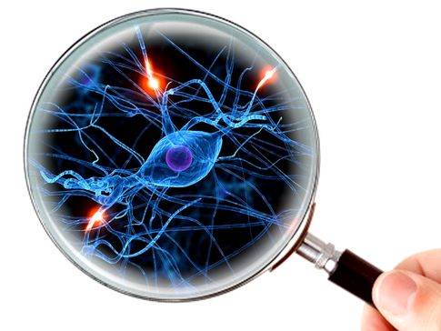 Una mirada a la biología neuronal