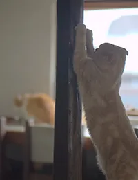 猫カフェ福岡 美猫 猫カフェ福岡 美猫