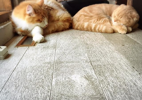 福岡猫カフェ 美猫 福岡猫カフェ 美猫